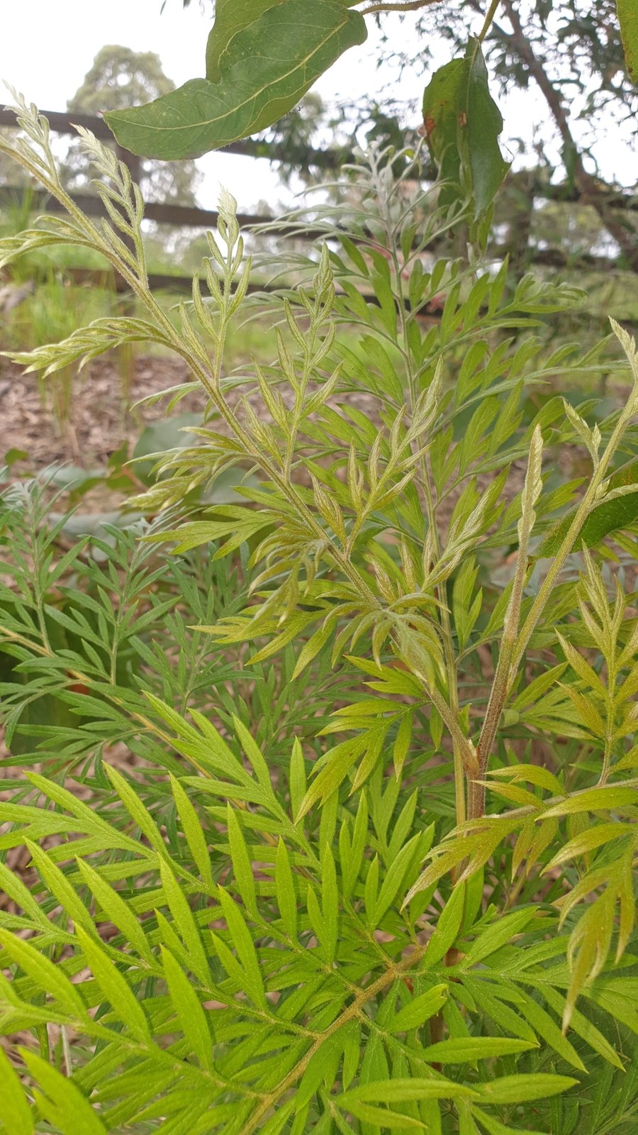 Silky oak