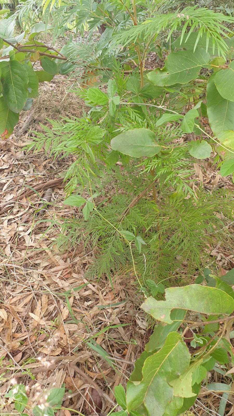 Silky oak