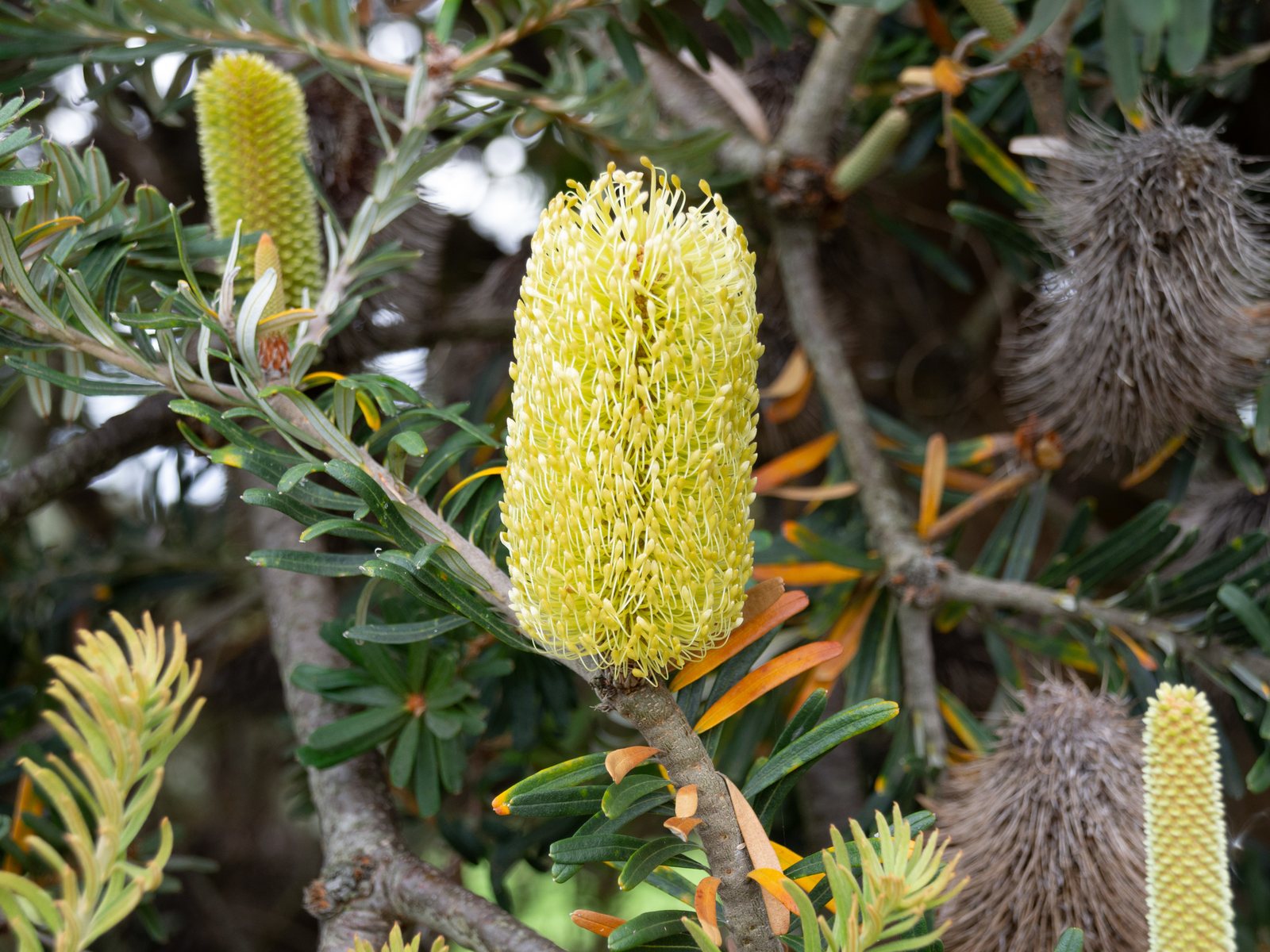 Silver banksia
