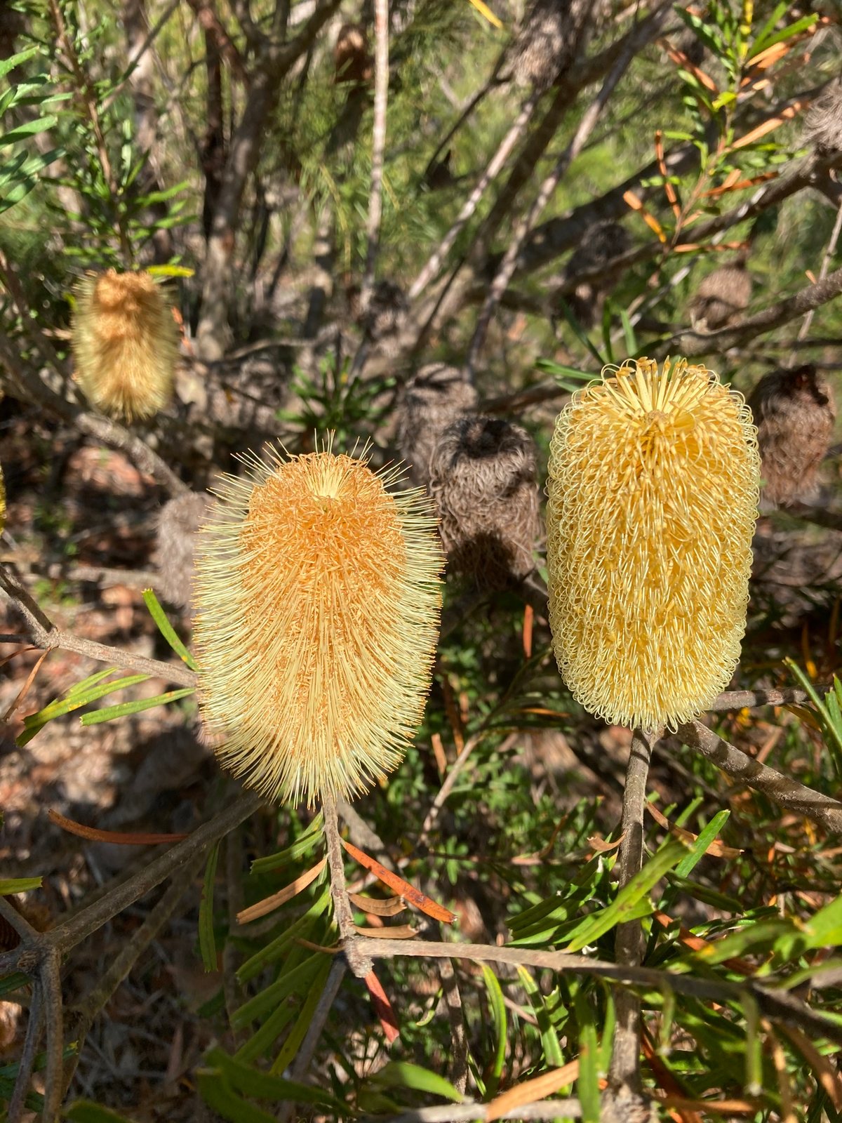 Silver banksia