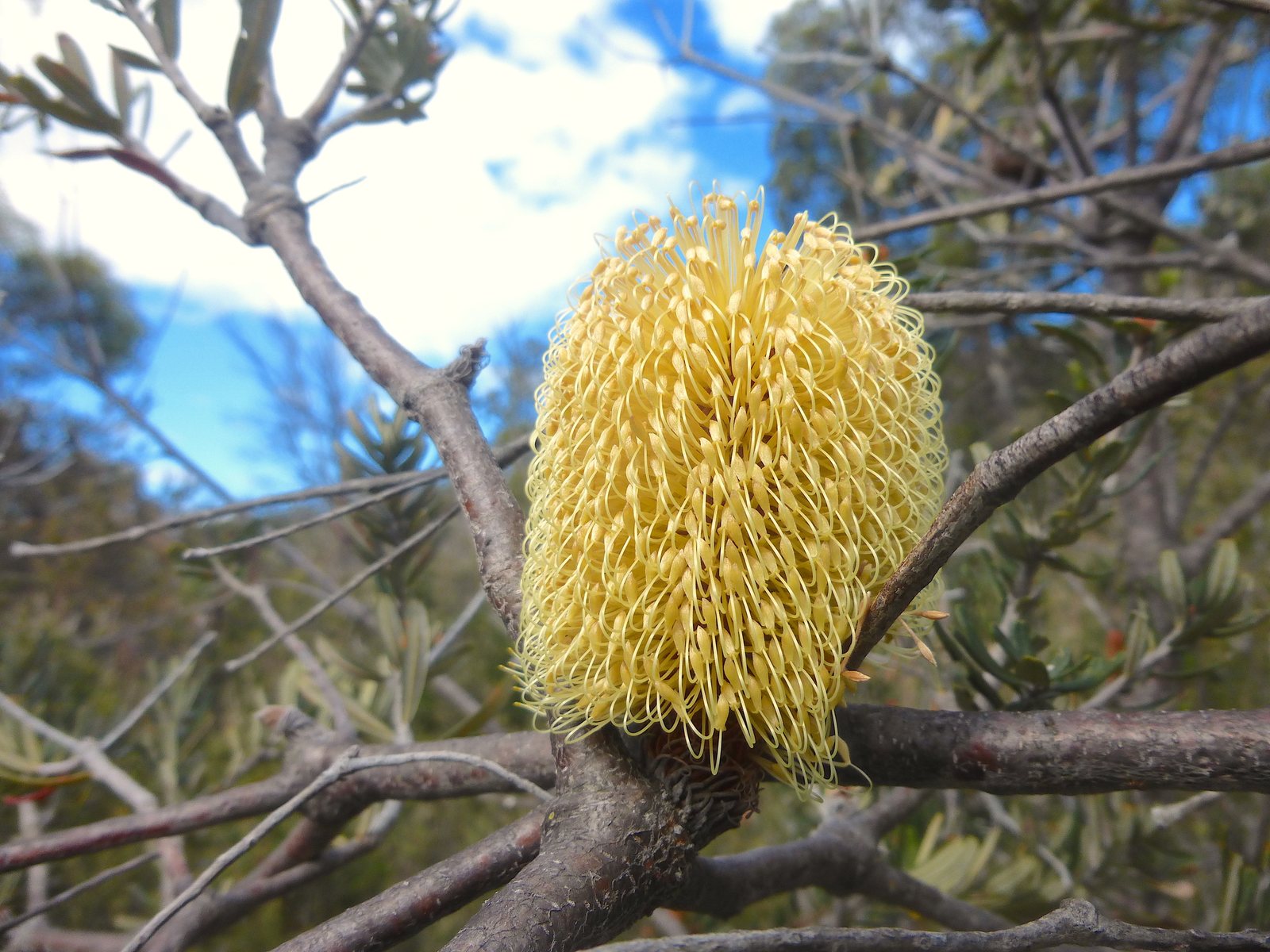 Silver banksia