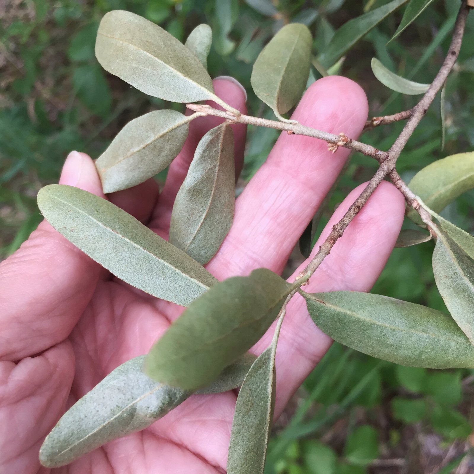 Silver buffaloberry