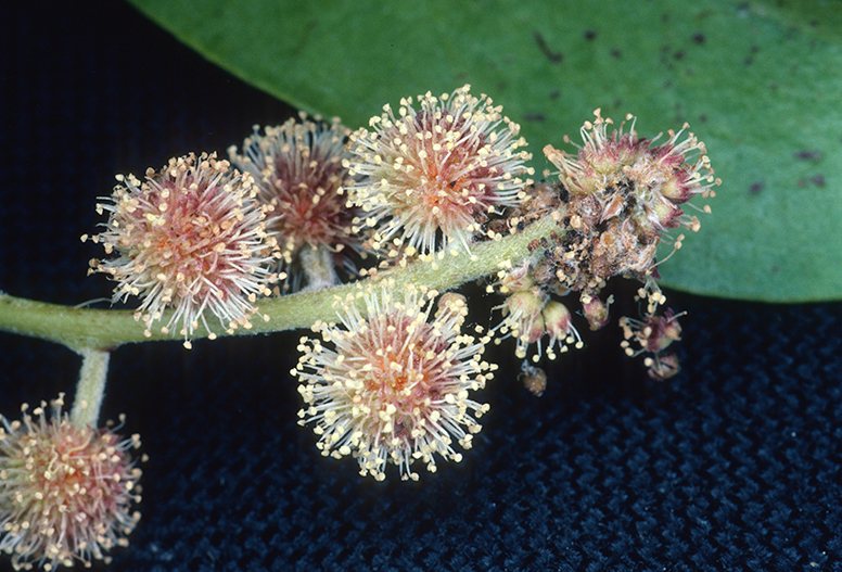 Silver buttonwood