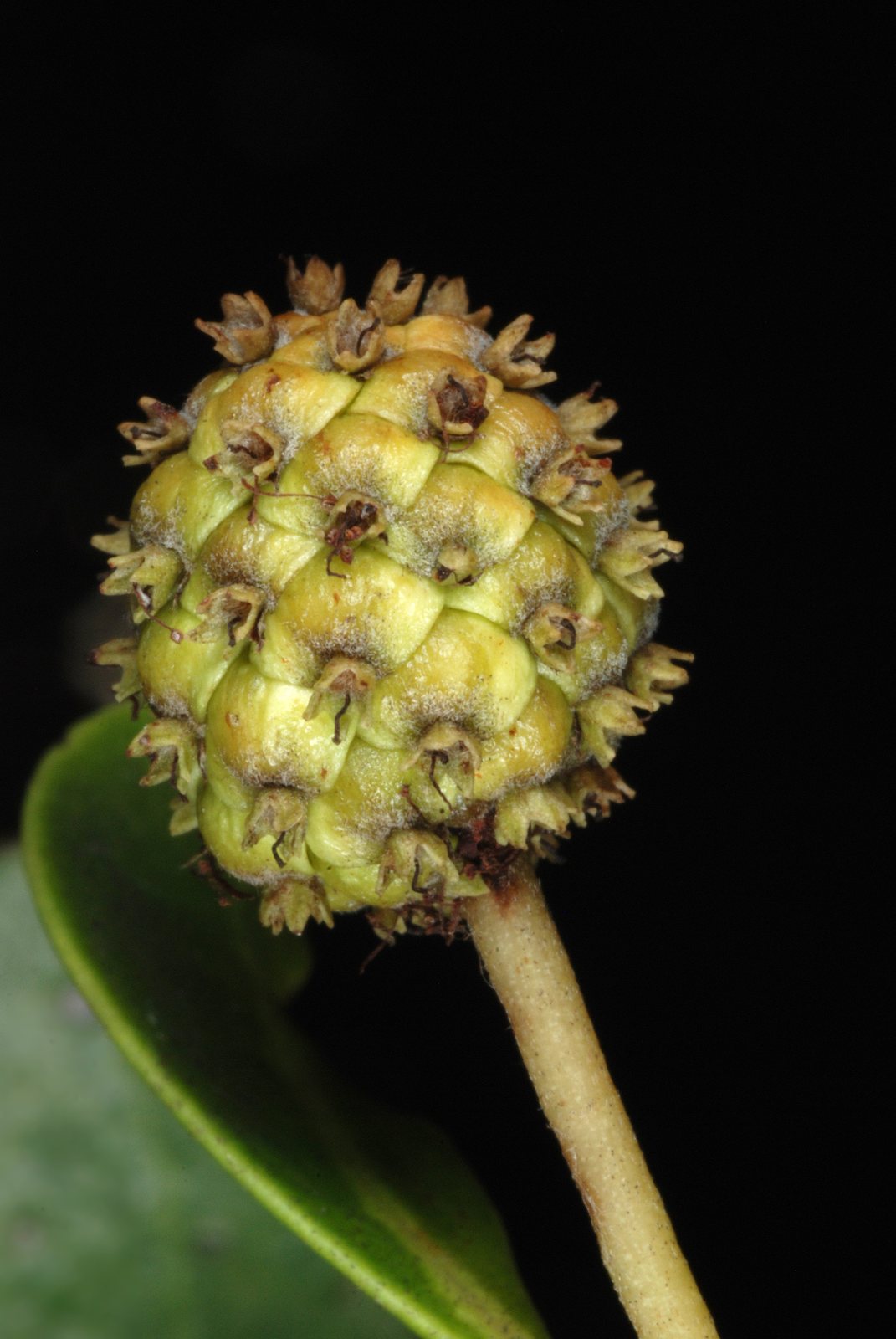 Silver buttonwood