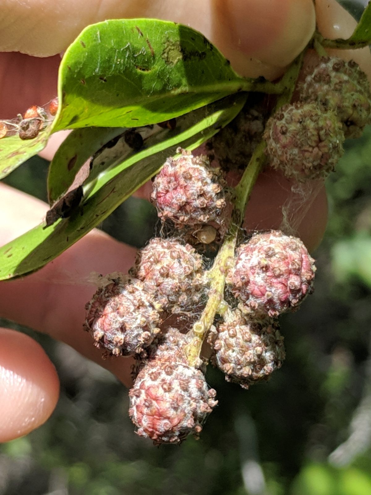 Silver buttonwood