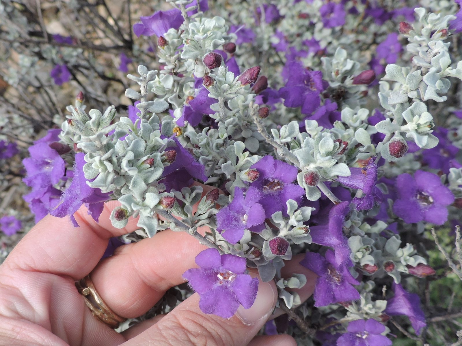 Silver Cloud Texas sage