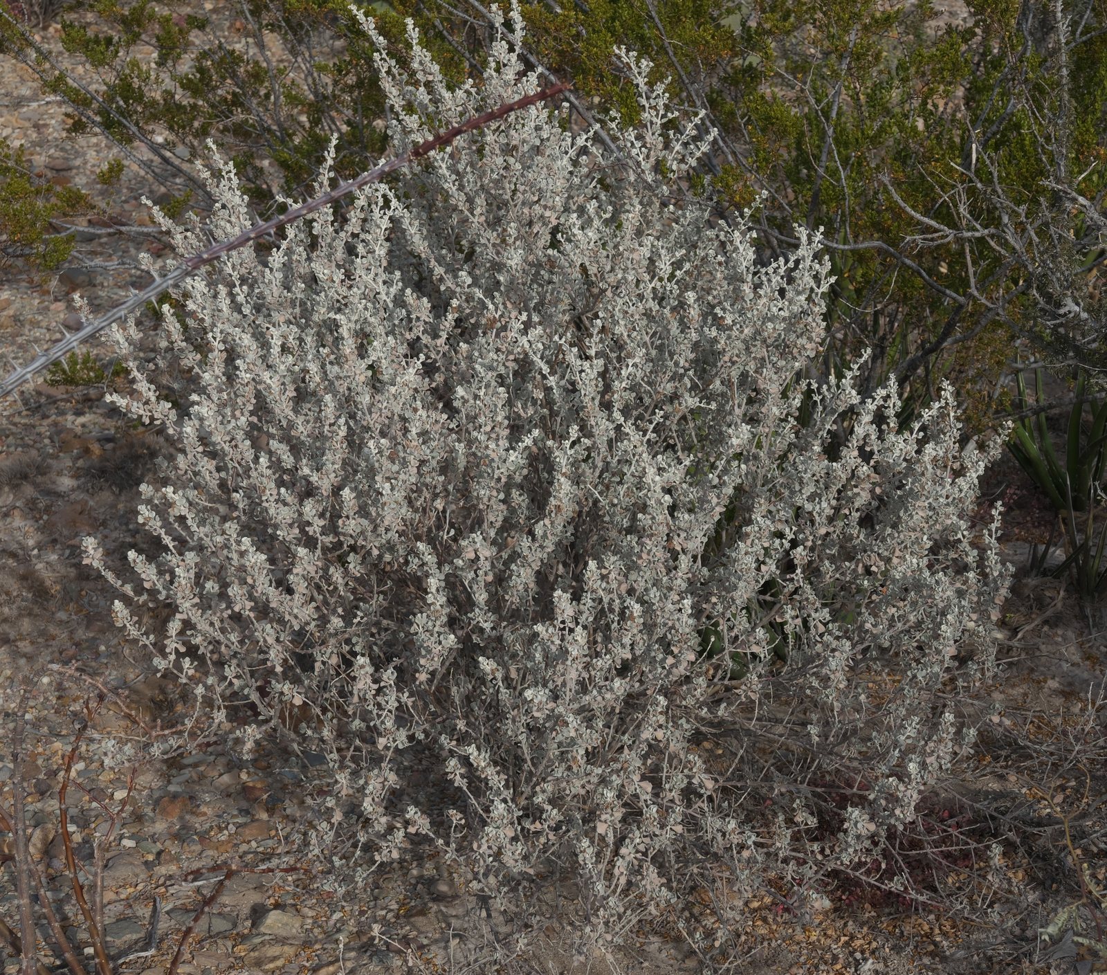 Silver Cloud Texas sage