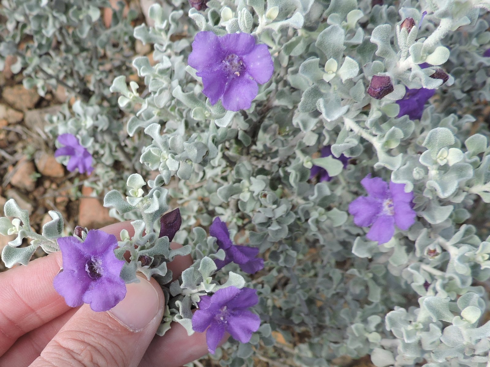 Silver Cloud Texas sage