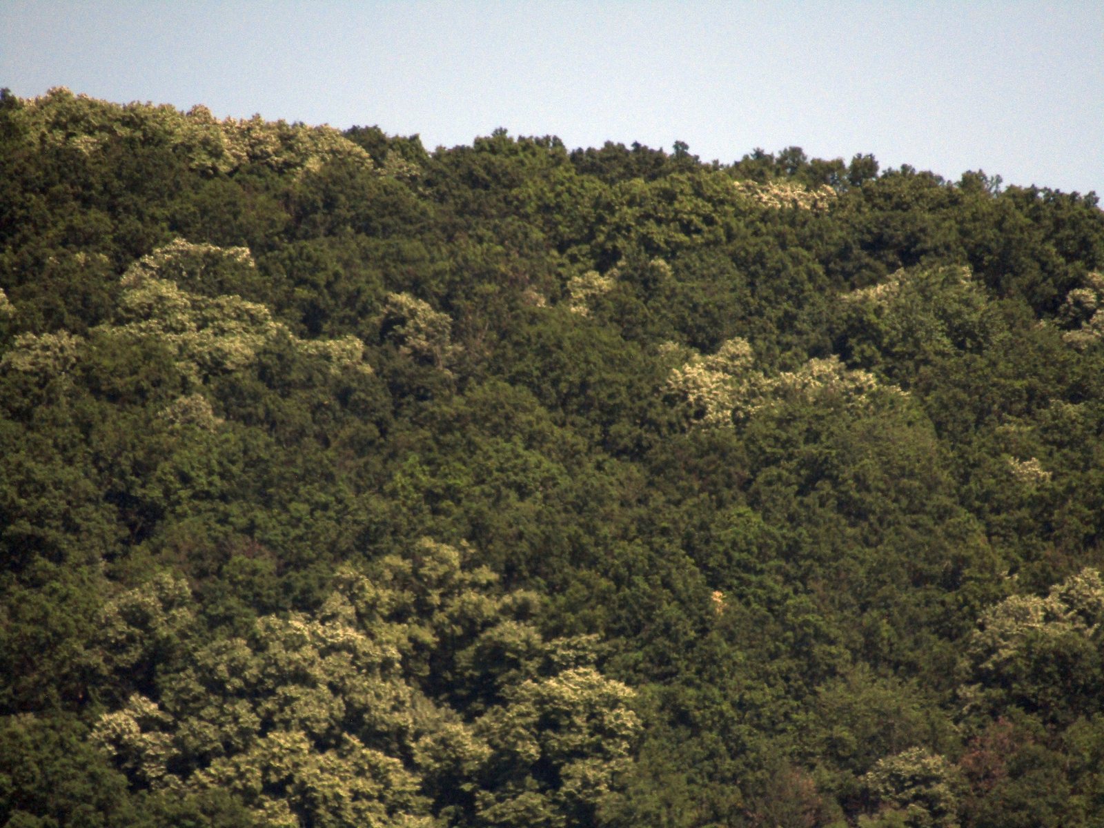 Silver linden