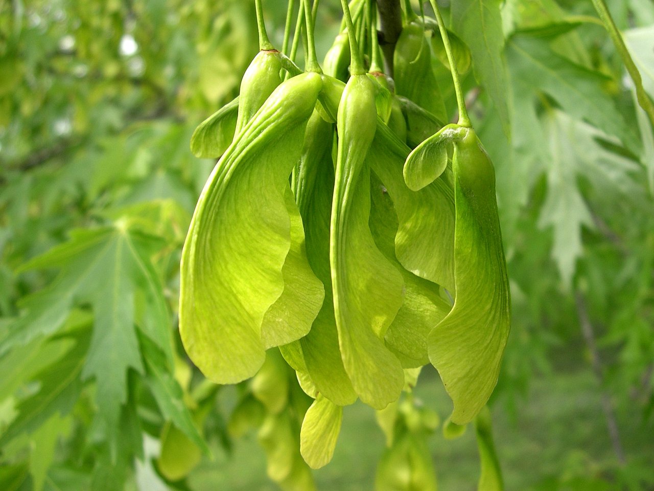 Silver maple