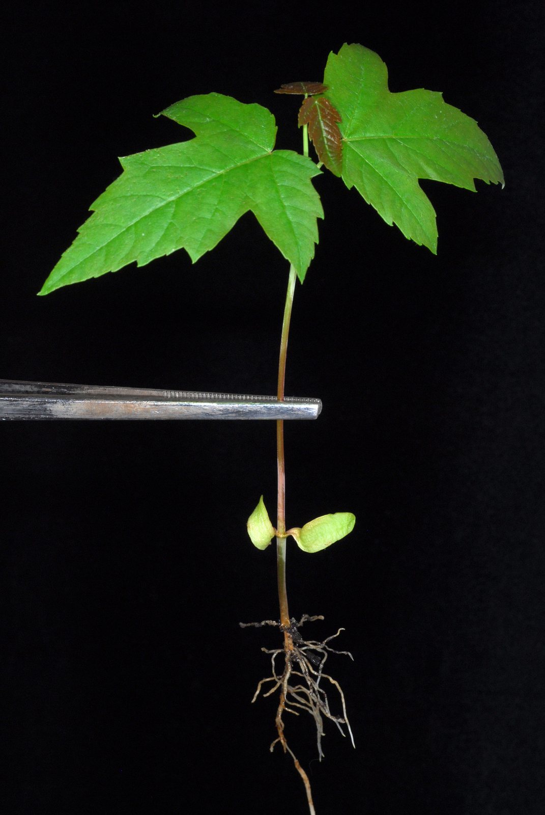 Silver maple