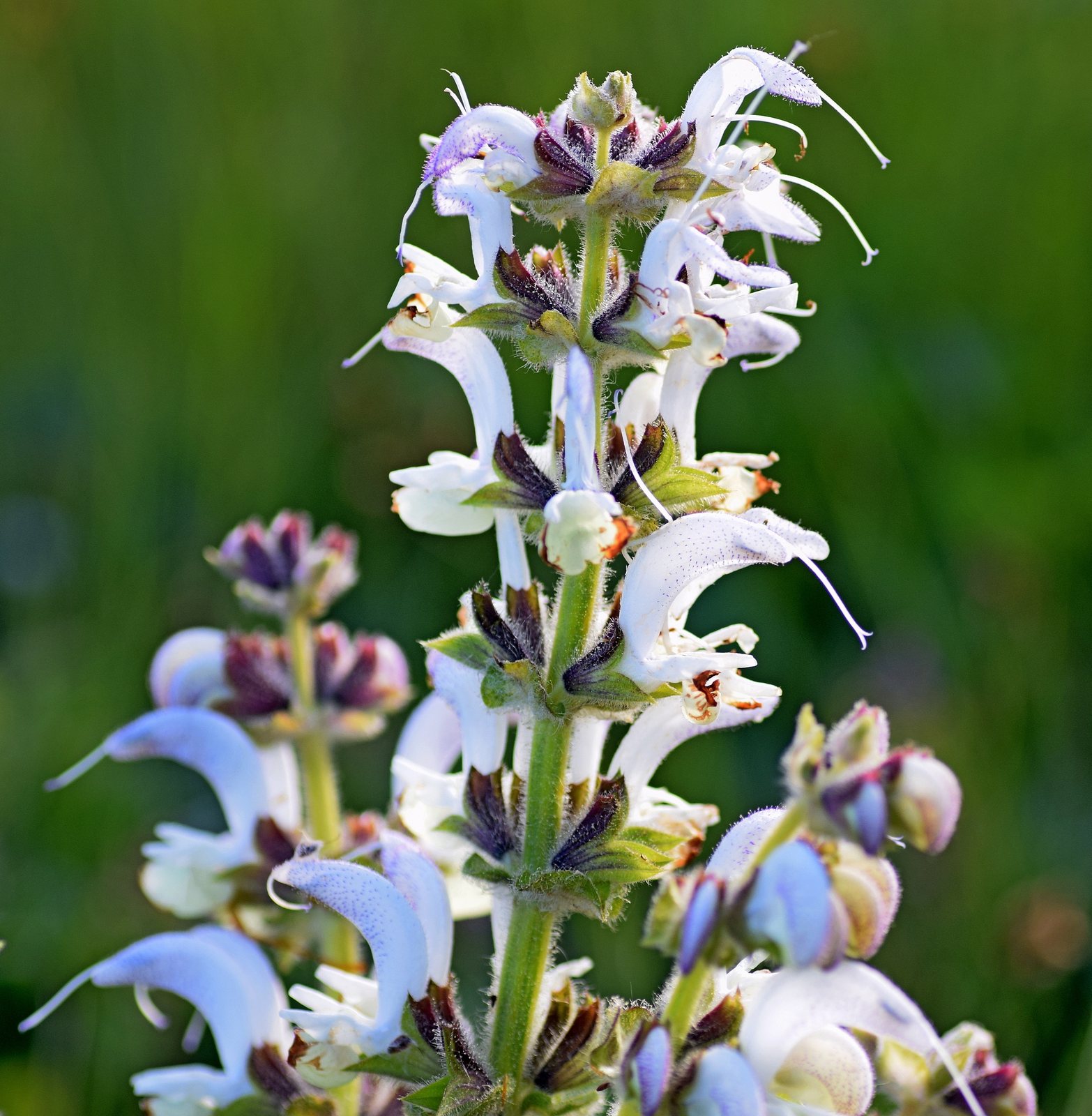 Silver sage