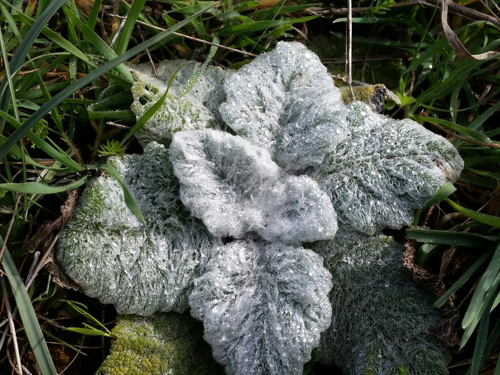 Silver sage