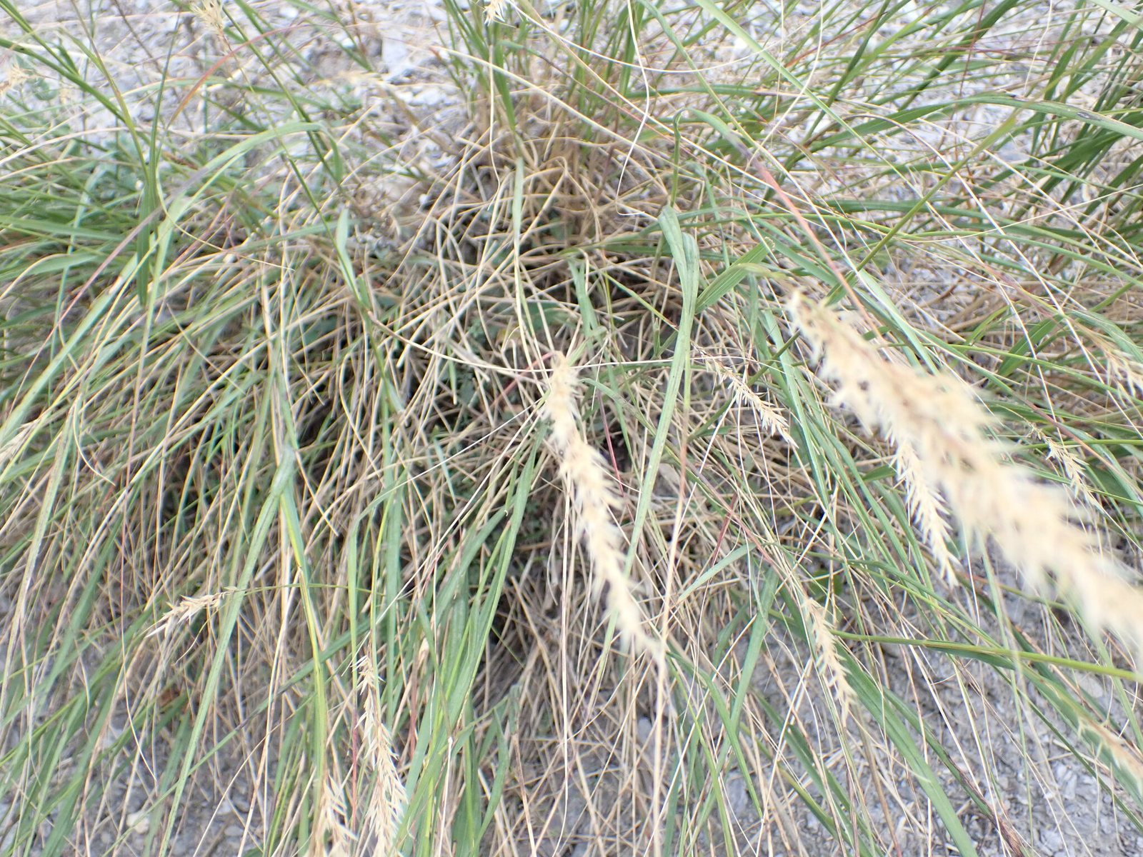 Silver spike grass