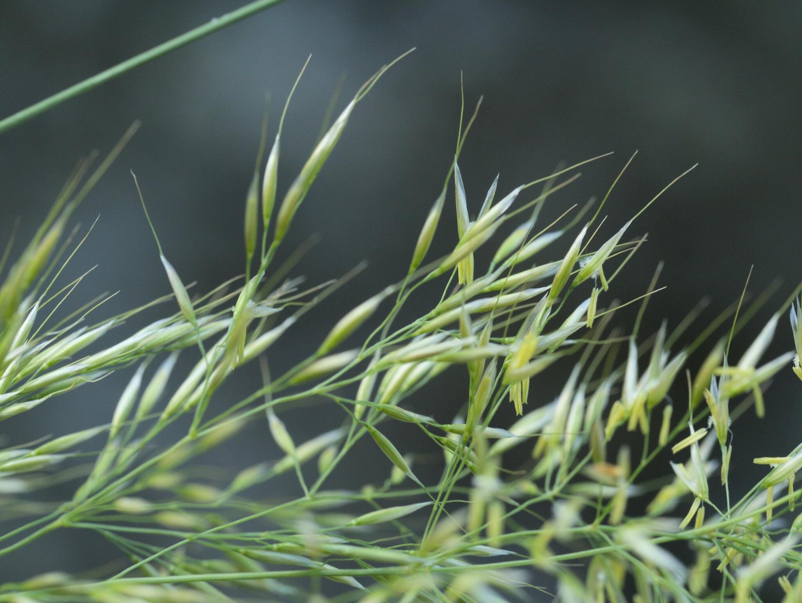 Silver spike grass