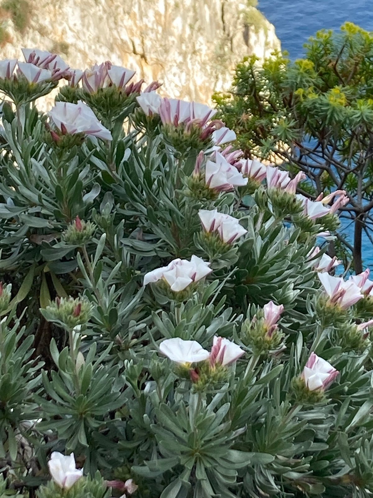 Silverbush