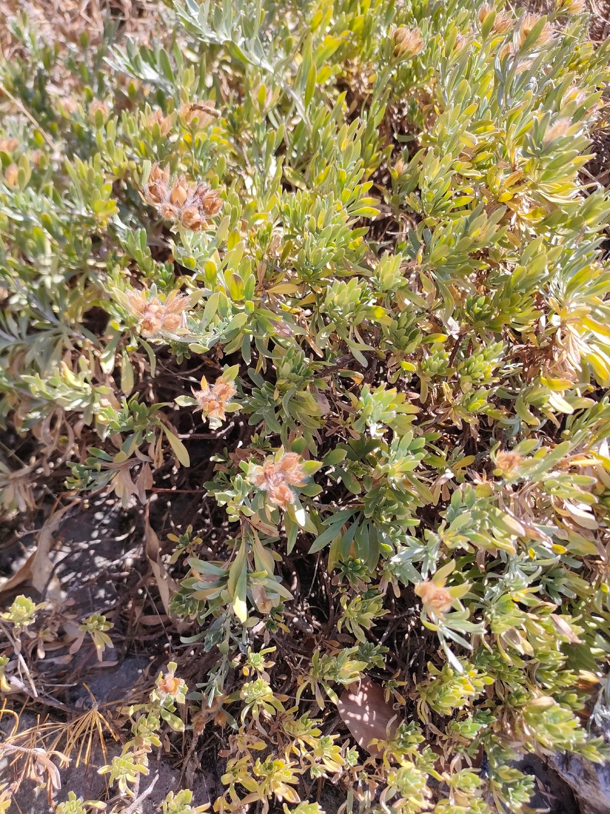 Silverbush