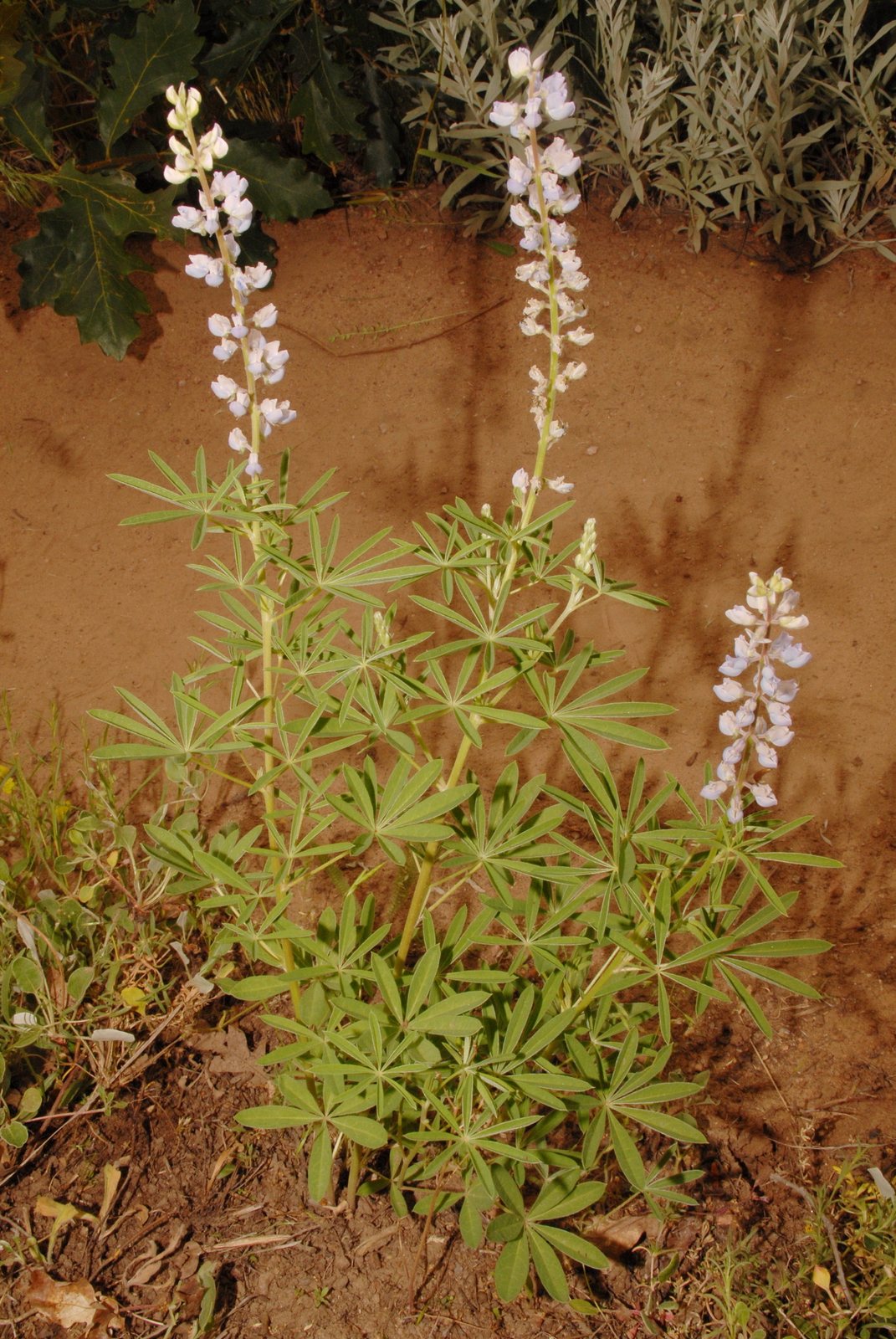 Silvery lupine