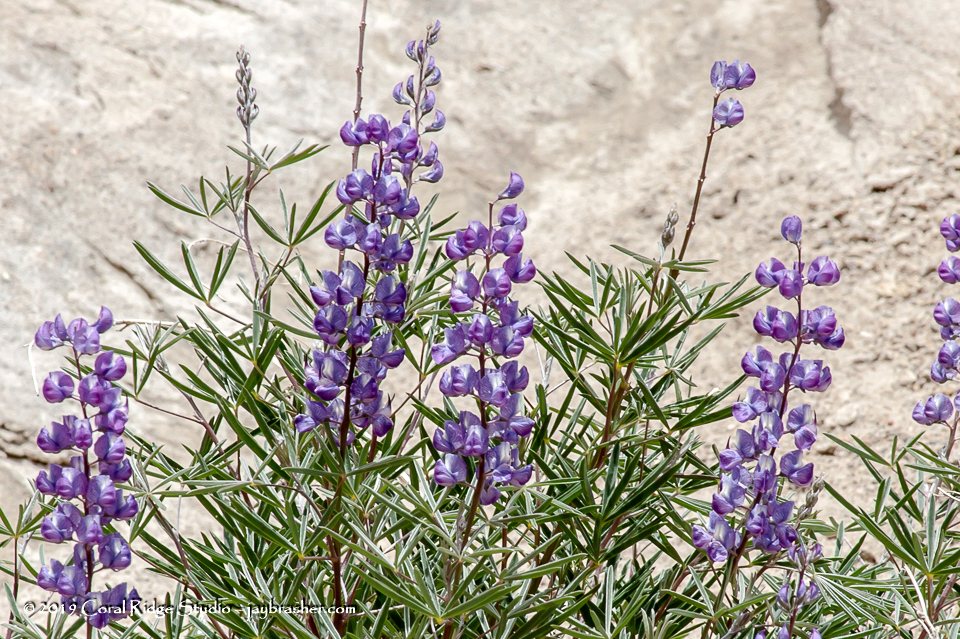 Silvery lupine