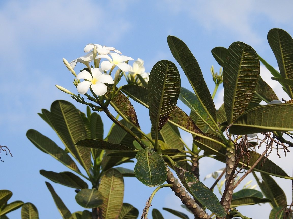 Singapore frangipani