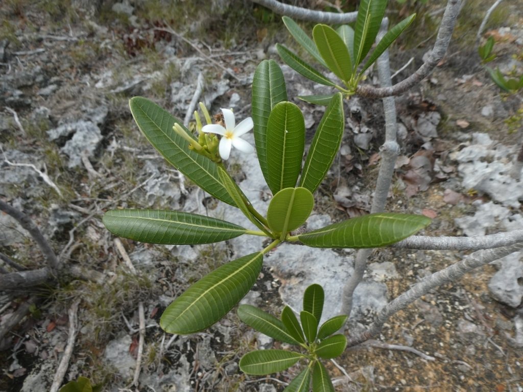 Singapore frangipani