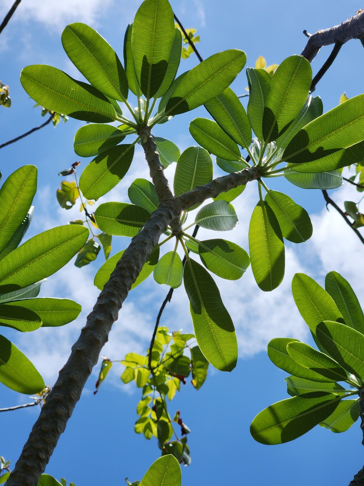 Singapore frangipani