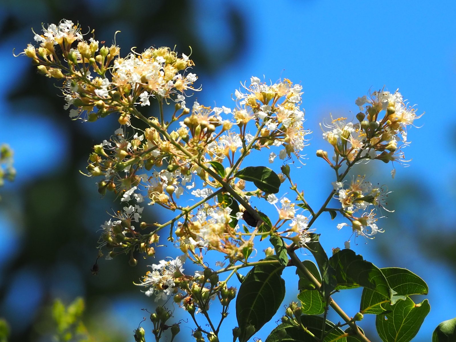 Sioux crape myrtle