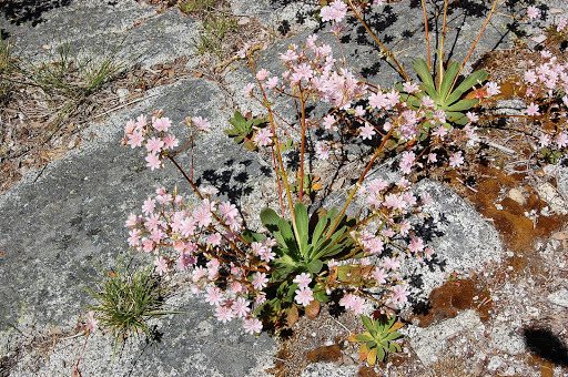 Siskiyou lewisia