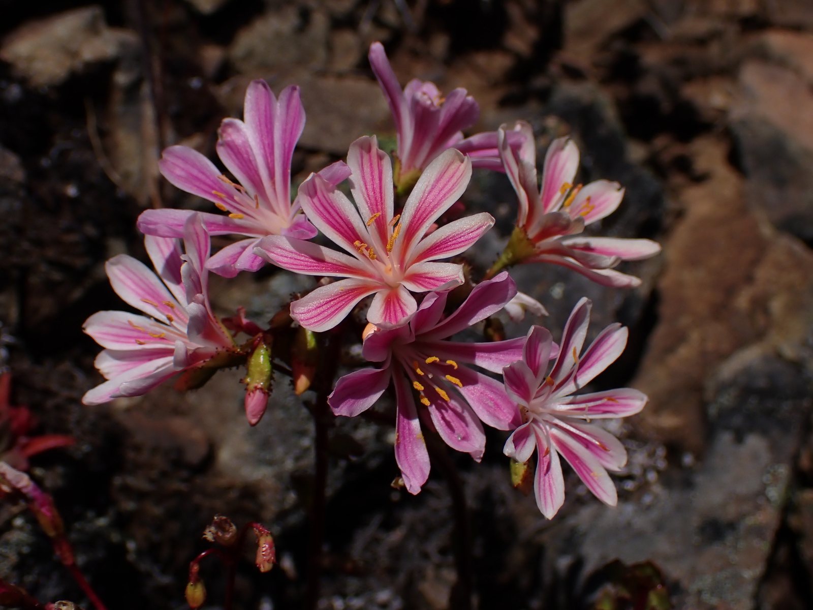 Siskiyou lewisia