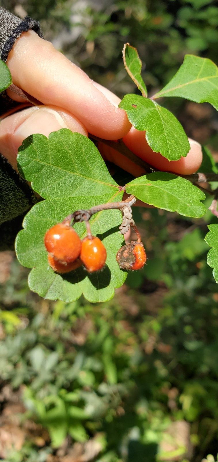 Skunkbush sumac