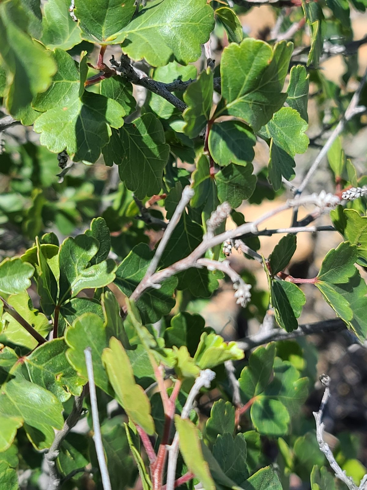 Skunkbush sumac