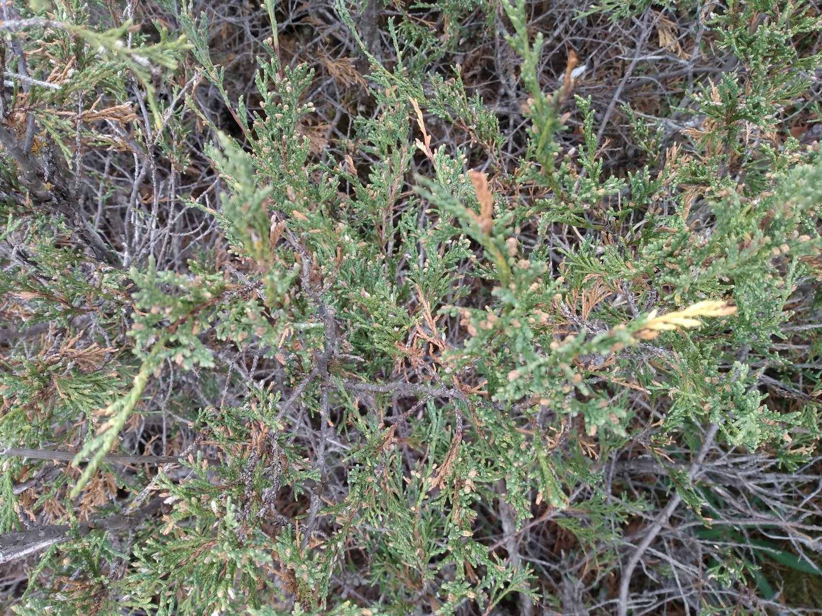 Skyrocket juniper