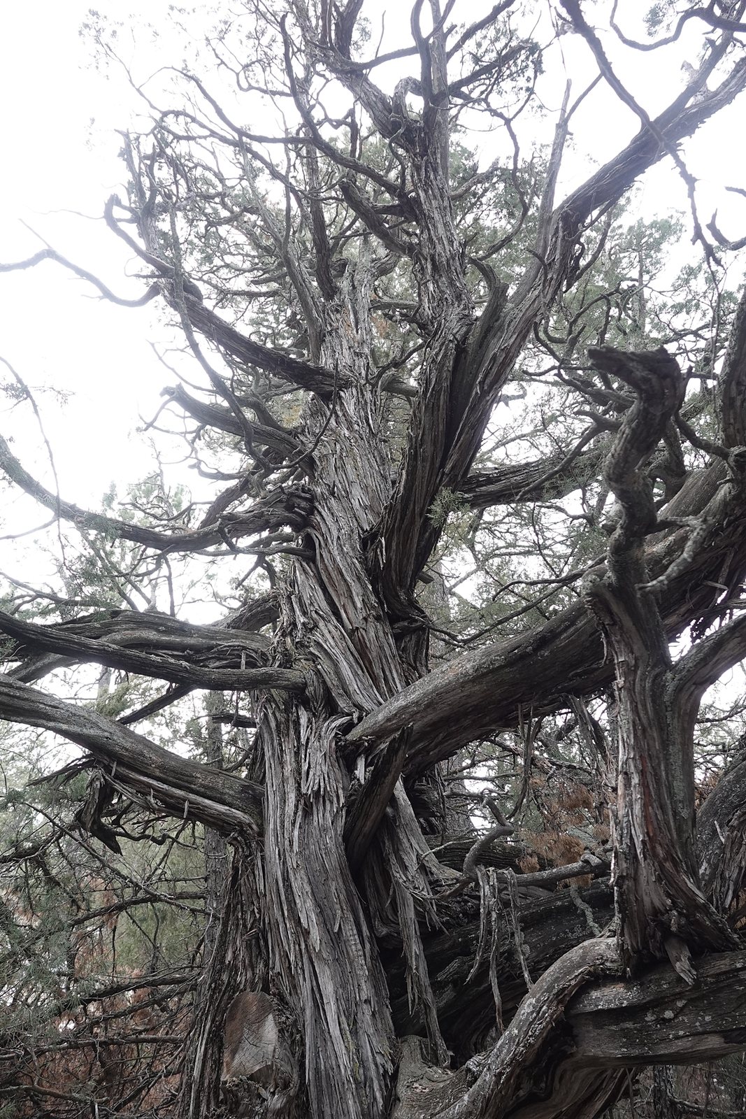 Skyrocket juniper
