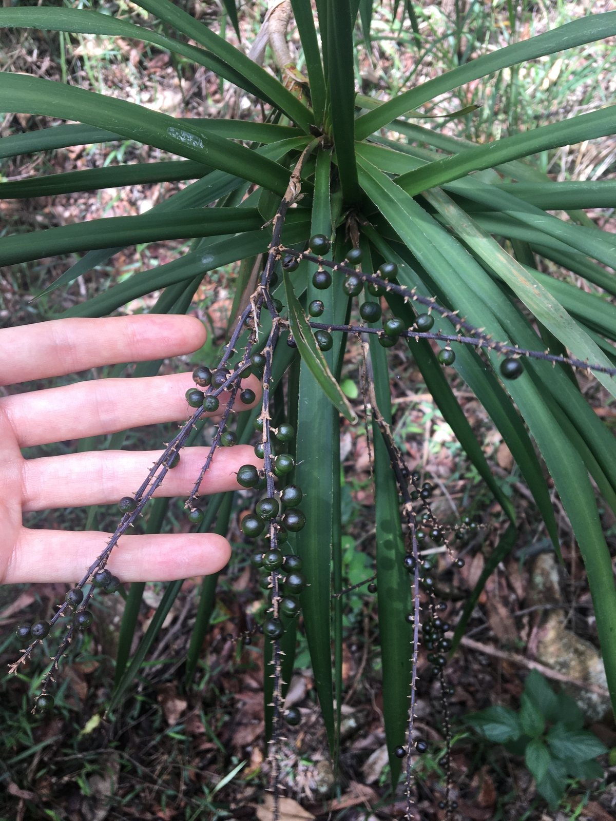 Slender palm lily