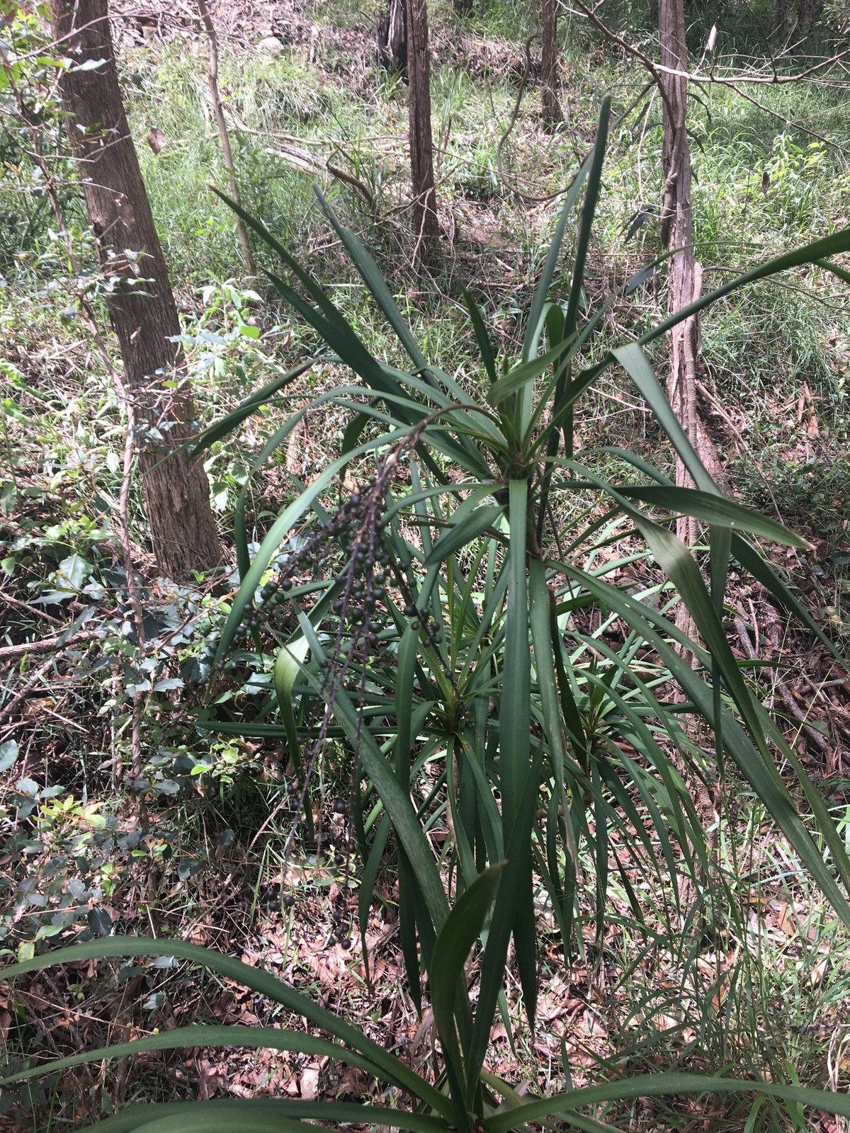 Slender palm lily