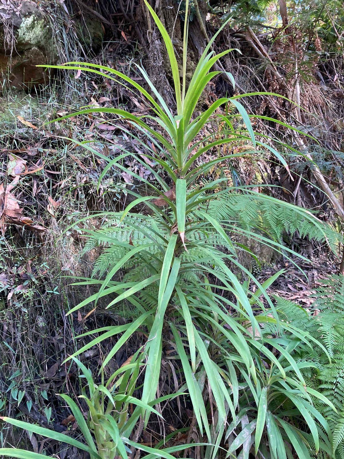 Slender palm lily