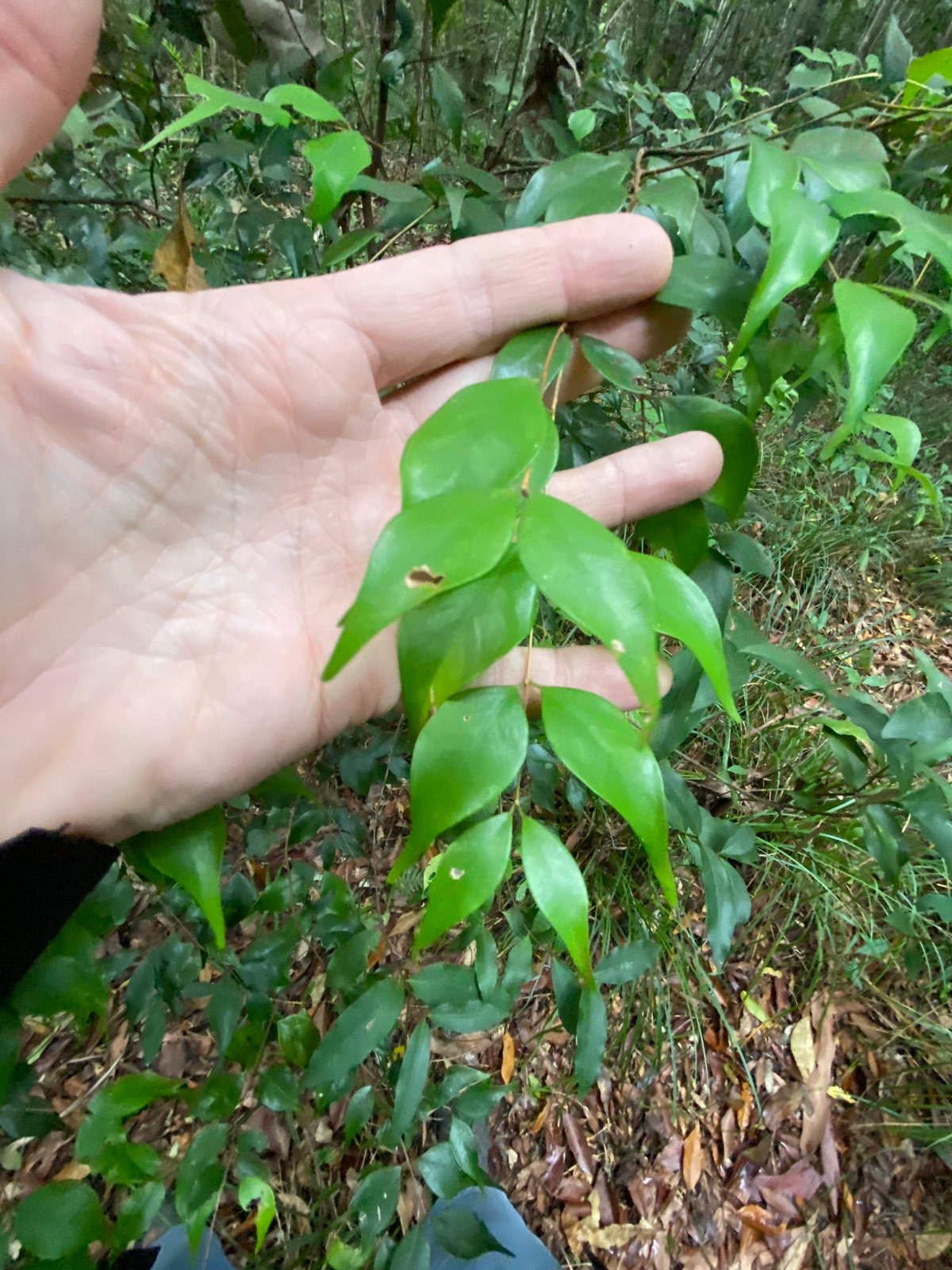 Small-leaved lilly pilly