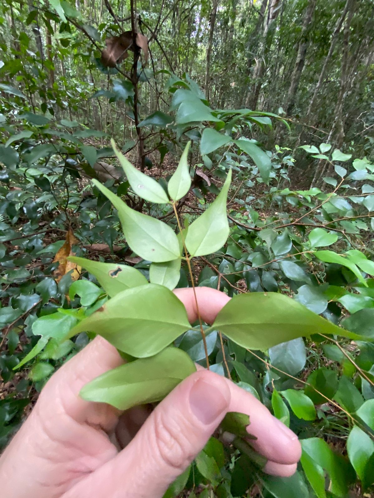 Small-leaved lilly pilly