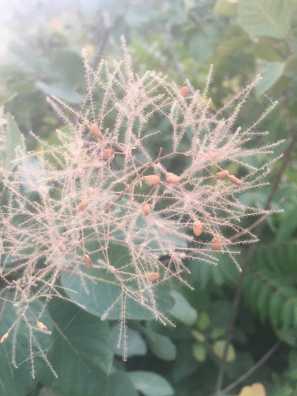 Smoke bush 'Grace'