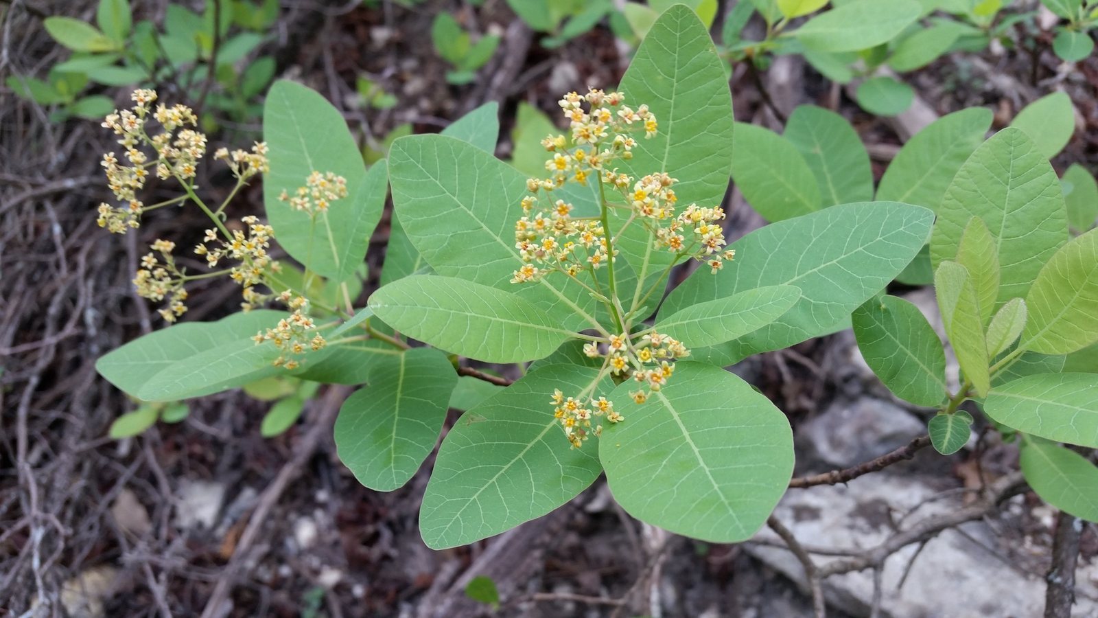 Smoke bush 'Grace'