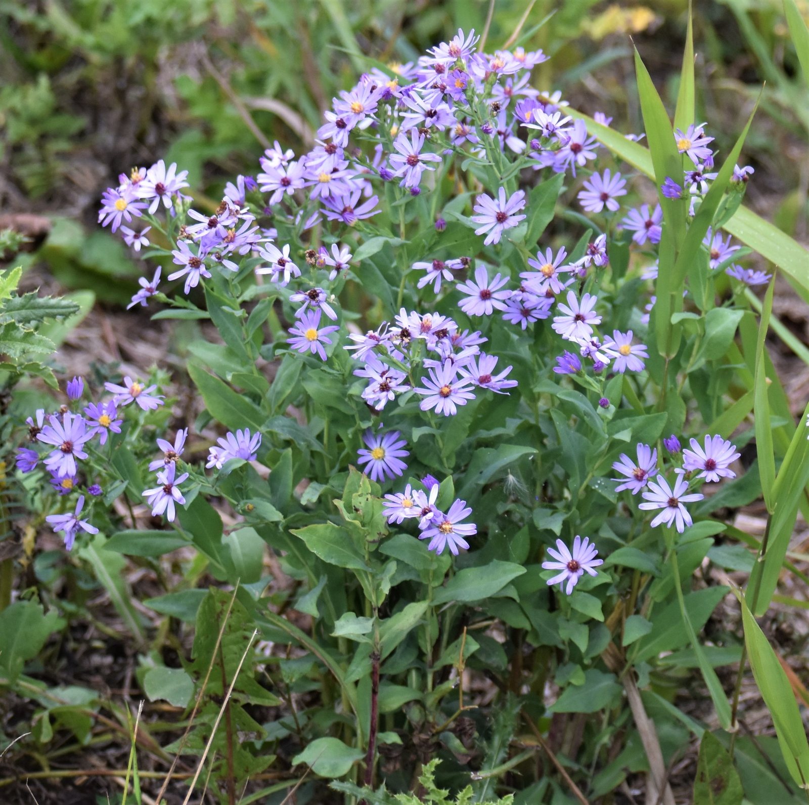 Smooth aster