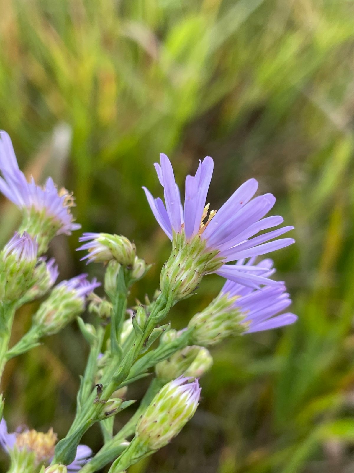 Smooth aster