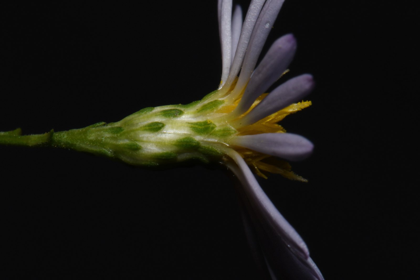 Smooth aster