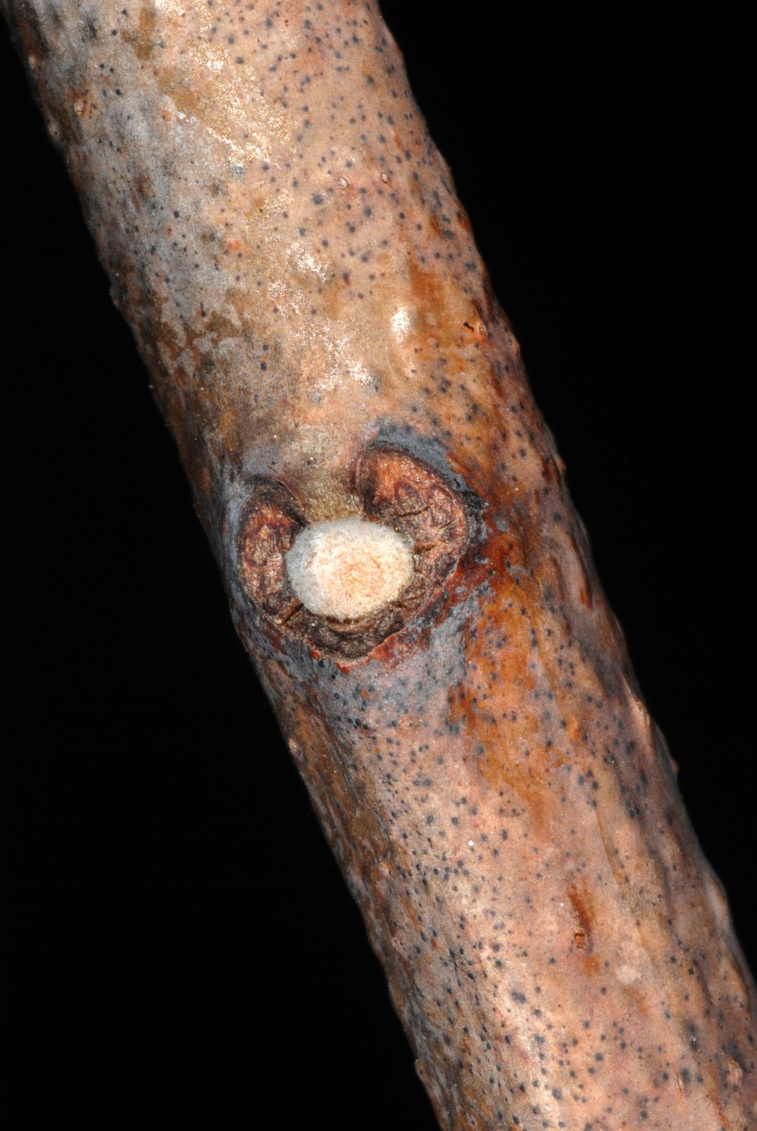 Smooth sumac