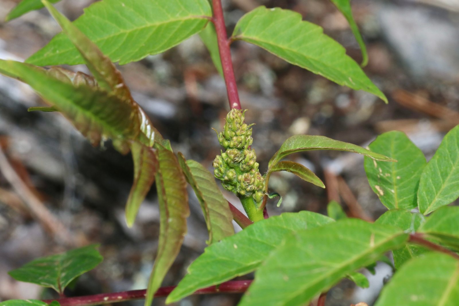 Smooth sumac