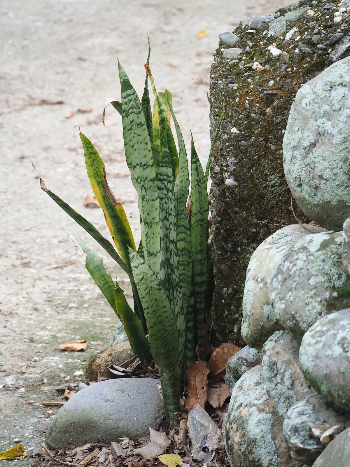 Snake plant