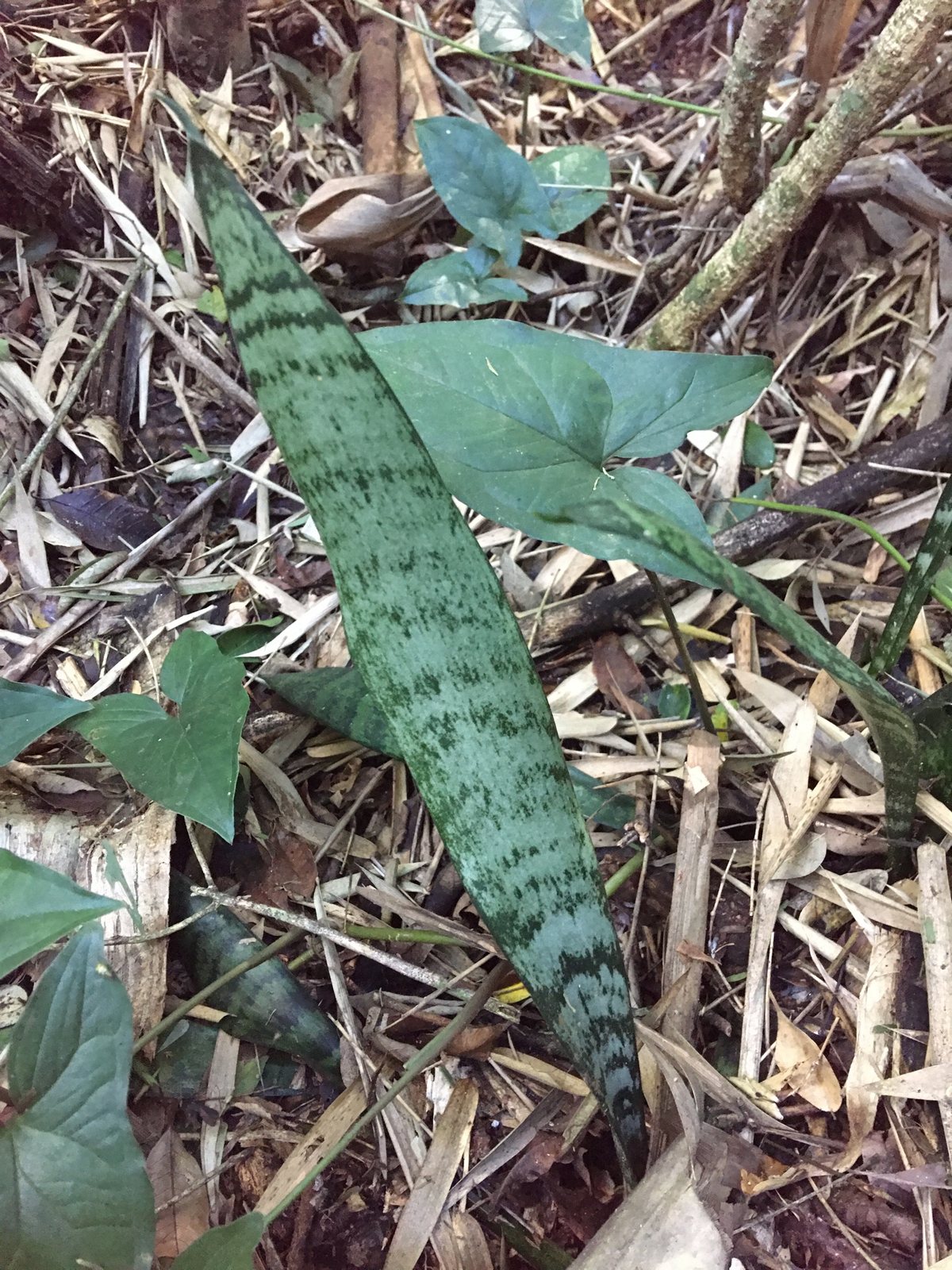 Snake plant