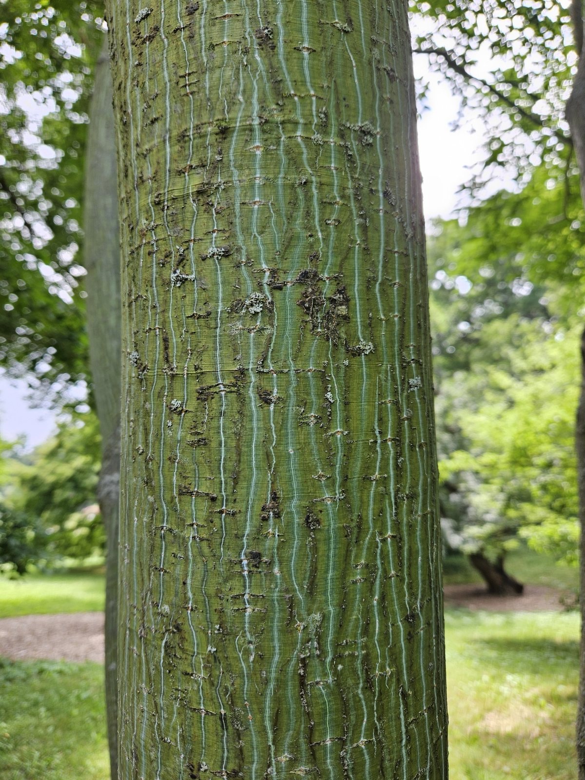 Snakebark maple