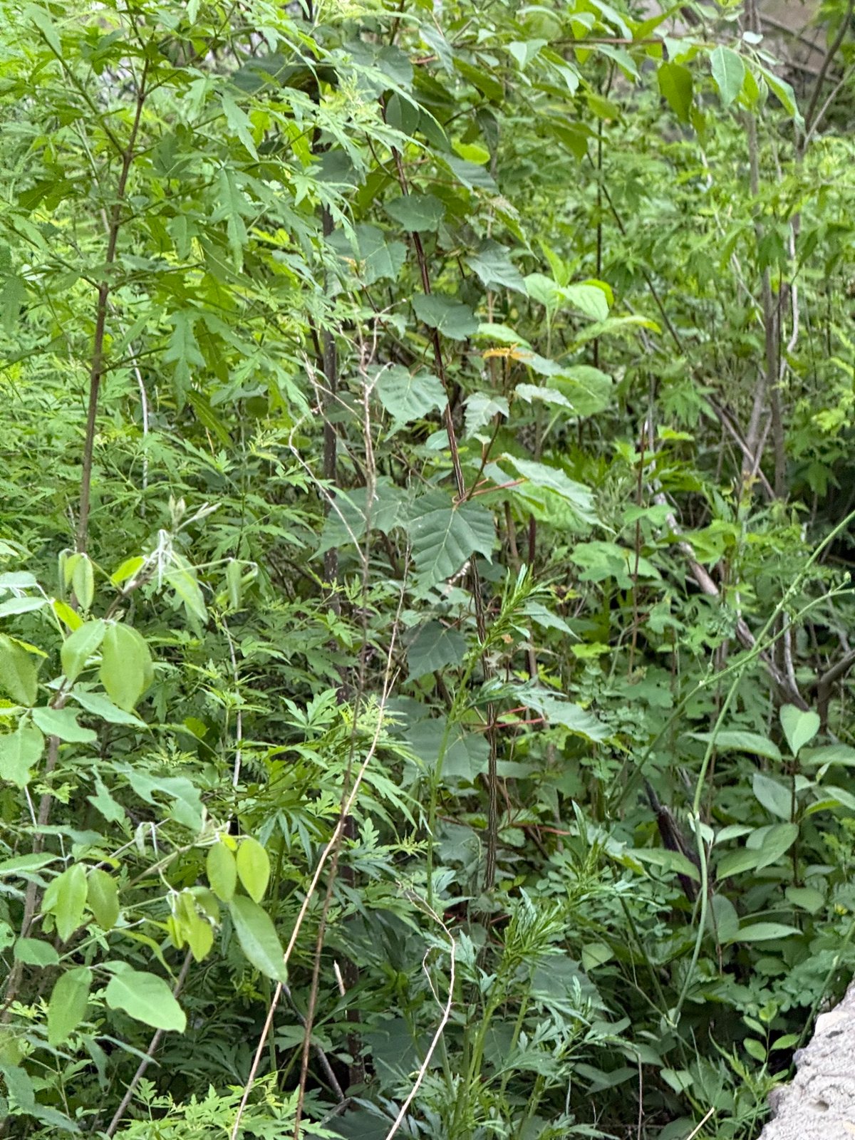 Snakebark maple