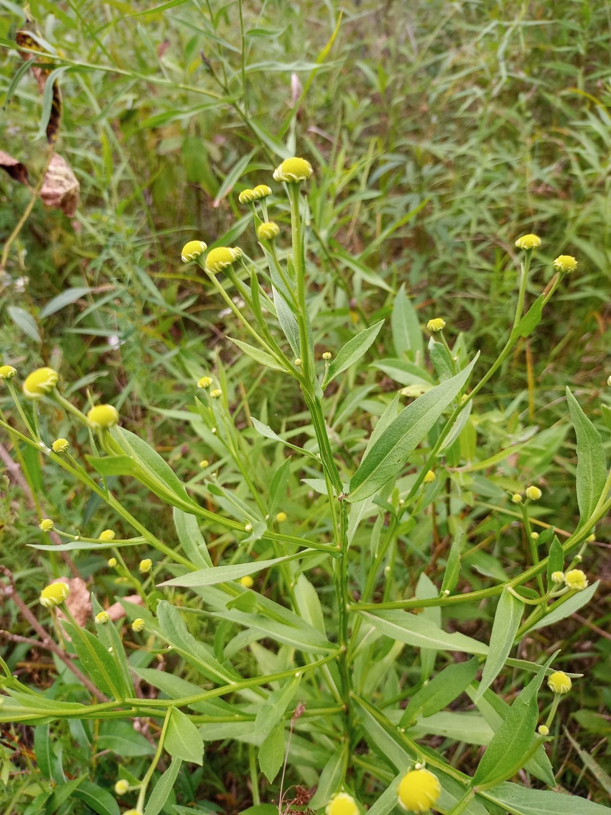 Sneezeweed